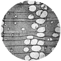 cross-section