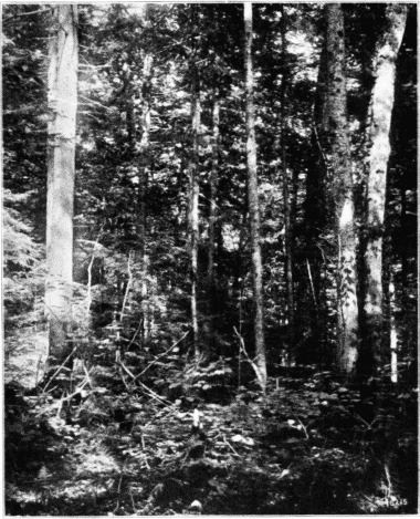 Typical Mixed Forest,--Red Spruce, Hemlock, White Ash, Yellow Birch, Balsam Fir, and Red Maple. Raquette Lake, New York.