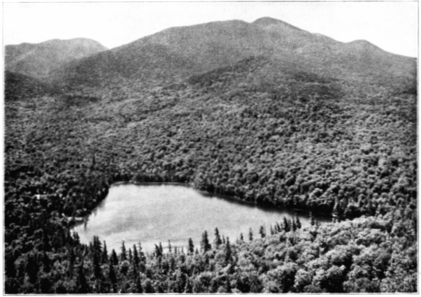 Mixed Hardwoods on Lower Levels. Spruce and Balsam Dominate on Higher Elevations. Mt. McIntyre, Adirondack Mountains, New York.