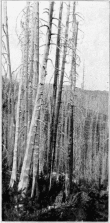 Burned Forest of Engelmann Spruce. Foreground, Lodgepole Pine Coming in.