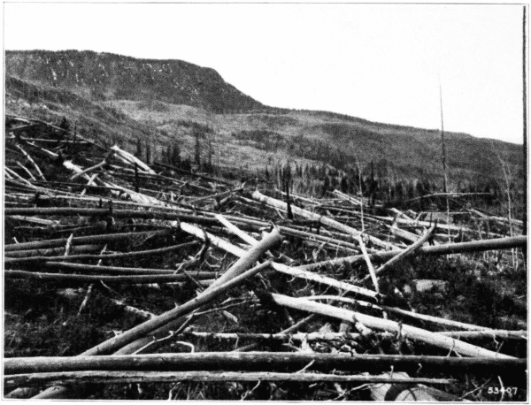 Effect of Fire and Wind. Colorado.