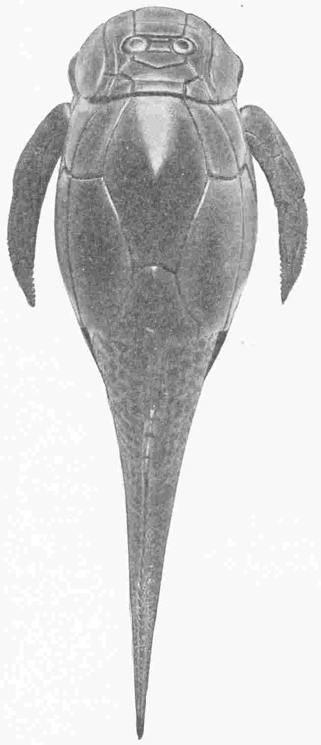 SPECIMEN OF THE PTERICHTHYS MILLERI OR SEA SCORPION
 SHOWING BODY ARMOUR