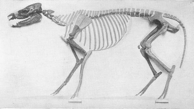 SKELETON OF PROTOHIPPUS VENTICOLUS—EARLY HORSE