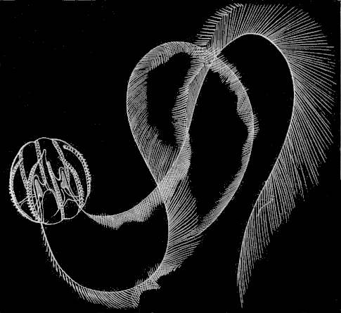 Fig. 29. Natural attitude of Pleurobrachia when in motion.