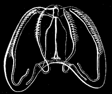 Fig. 42. Young Bolina seen from the broad side, with rudimentary auricles and lobes; magnified.