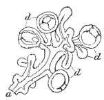 Fig. 99. Part of cluster of Medusæ of Fig. 98; magnified. (Agassiz.)