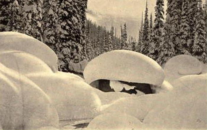 Snow Mushrooms