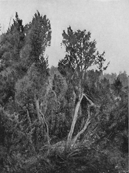 Old Juniper, showing former Injuries.