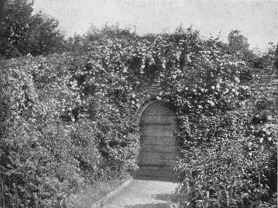 North side of the same Door, with Clematis Montana and
Guelder-Rose.