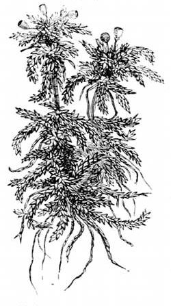 Fig. 36.

Sphagnum moss from a
Devonshire bog.
(From life.)