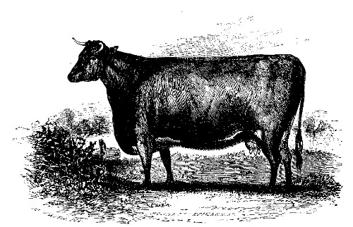 AZALIA.

The best Short-Horned Durham Cow over Three Years Old: Owned by Lewis G.
Morris.