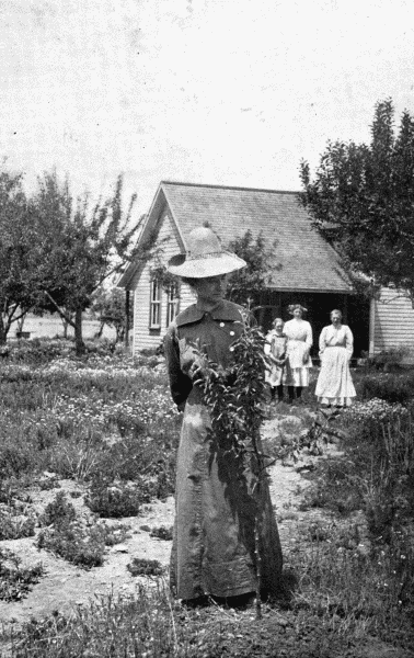 By permission of Dupont Powder Co.

Apple Tree Planted with a Spade

This apple tree was planted in the ordinary way with a spade. Compare its size
with that in following illustration at p. 48.


