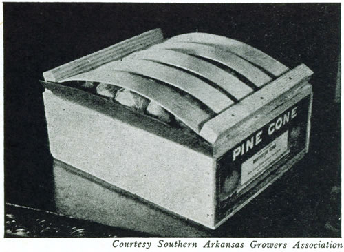 Courtesy Southern Arkansas Growers Association</p>

<p>Figure 22.—The lug box is the most widely used of all tomato
packages. This is well packed and labeled but shows too much
bulge making for difficulty in loading and handling and increasing
danger of bruising the upper fruits.