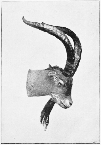 SPANISH IBEX. OLD RAM. (Side view.)