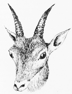 IBEX (FEMALE)—RISCOS DE VALEDREJO.