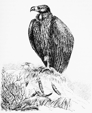 BLACK VULTURE. (Adult Male, shot January 4th, 1888.)