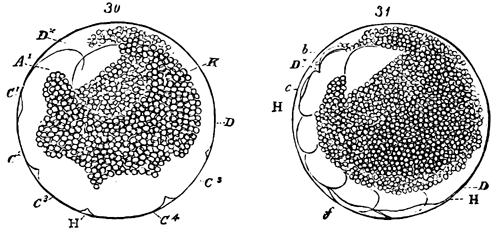 Figs. 30-31