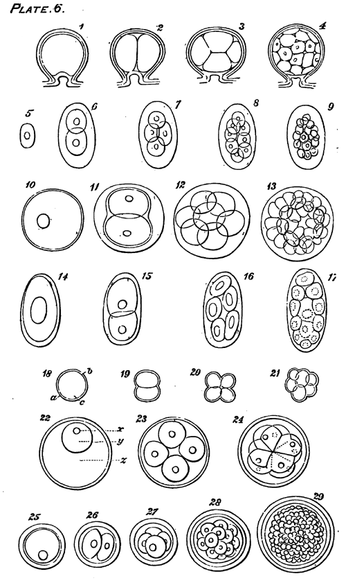 PLATE VI.