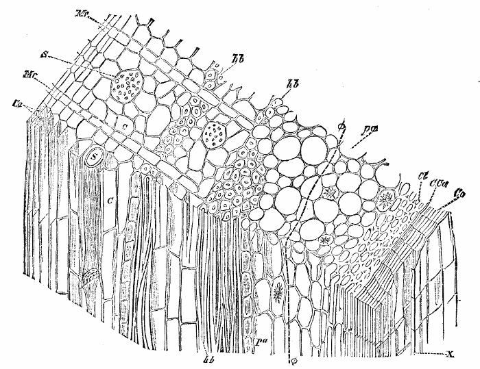 Cross-section of bark.