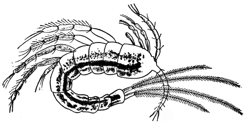 FIG. 3. CANTHOCAMPTUS MINUTUS. 40 DIAMETERS.