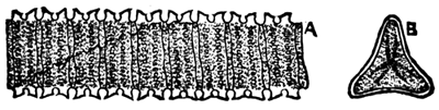 DESMIDIUM SWARTZII. FRONT AND SIDE VIEW.