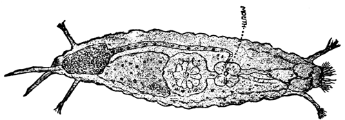 LARGE ROTIFER.