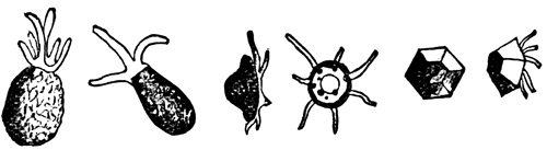 FIG. 2. TESTACEOUS FORMS OF AMŒBAN RHIZOPODS.