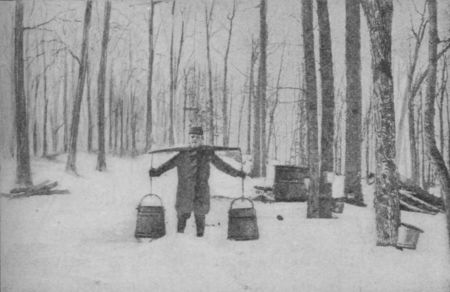 Fig. 30.—Sap-yoke and Pails for gathering Sap.