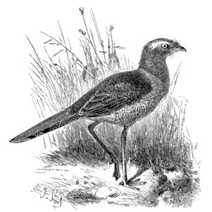 BURMEISTER'S CARIAMA.