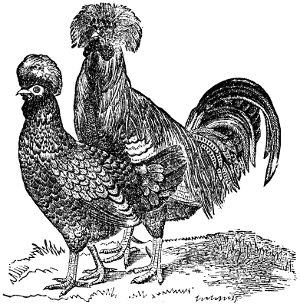 Hamburgh Fowls