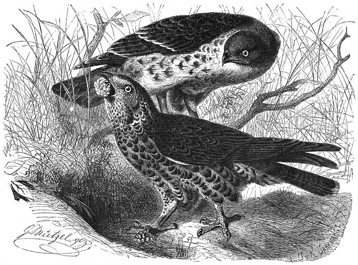 Wespendief (Pernis apivoris). ⅕ v. d. ware grootte.