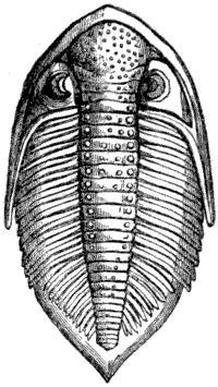 Fig. 18