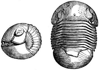 Fig. 25