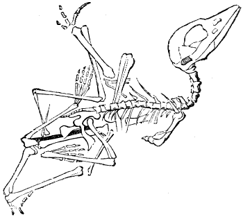 Fig. 106