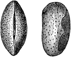 Fig. 144