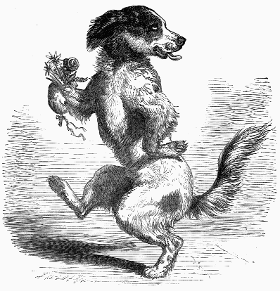 Dog dancing a jig