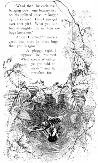 “Wa’al, thar,” he exclaims, banging down one brawny fist on his uplifted
knee. “Buggin’ agin, I swaow! Hain’t yeu got over thet yit? What yeu kin
find so mighty fine in them ’ere bugs beats me.

“Amos,” I replied, “there’s a great deal more in these bugs than you
imagine.”

“A pleggy sight, I suppose,” he resumed. “What specie o’ critter ye got
hold on naow?” and he stretched for-”