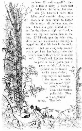 as haow I’d wait a spell, ’n then go ’n take it away.
I thort that ’ud fetch him sure; but
thar, deu yeu b’leeve, I heern
thet feller cum’ sneakin’ along putty soon, ’n he cum’ raoun’ to t’other
side ’n scairt all the hens aout the hole. I heern a great squawkin’, ’n
I put fer the place ez tight ez I cud, ’n thar I see my best dorkin’ hen
in the trap. Ef I’d only gyn the feller time, like’s not he’d a chawed
off her leg, ’n lugged her off to his hole in the rocks yender. I tell
ye, everybody araoun’ what’s got hens hez hed to take thet feller’s
sass, ’n they’d orter be an end on’t. There’s old Reuben Scales, so poor
he hain’t got a pa’r o’ pants teu his back, ’n dependin’ on his faowls
fer his meat vittles; why, they tell me daown t’ the store thet he’s bin
jest cleaned right aout, ’n hain’t got even a ha’r-backed pullet left.
They ain’t no gunni’ nuther. Thet red-