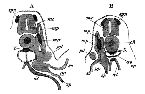 Two Sections of a Pristiurus Embryo with three visceral clefts