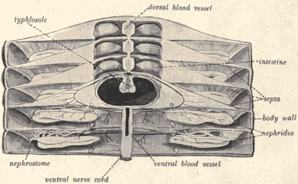 Dissection of the earthworm.