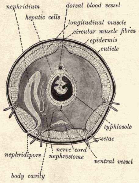 Cross-section of earthworm.