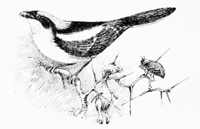 WOODCHAT SHRIKE AND ITS “SHAMBLES” (Sketched in La
Mancha)