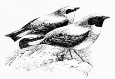 DESERT-LOVING WHEATEARS