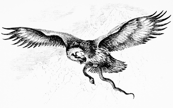 LAMMERGEYER

[Drawn from life in Sierra Bermeja, March 1891.