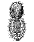 Fig. 135. Phidippus
mystaceus,
enlarged six
times.