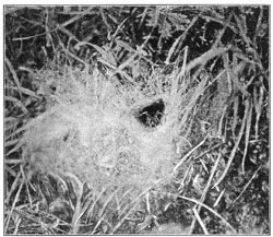 Fig. 222. Web of Agalena nævia in
short grass on the side of a hill, seen from the side.
The spider stands in its usual place at the mouth of its tube. Half the real size.