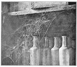 Fig. 308. Web of Pholcus phalangioides between two shelves in a cellar.