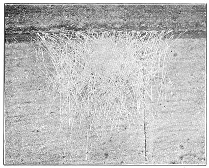 Fig. 386. Egg cocoon of Epeira sclopetaria under the edge of a clapboard.
Natural size.