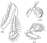 Figs. 434, 435, 435a. Male palpi of Zilla.—434, Zilla
atrica. 435, Zilla x-notata. 435a, Zilla montana.