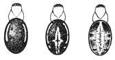 Fig. 436. Markings of the
back of Singa variabilis.